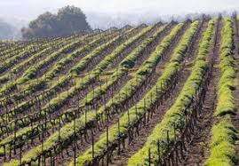 Galilee Mountain Winery